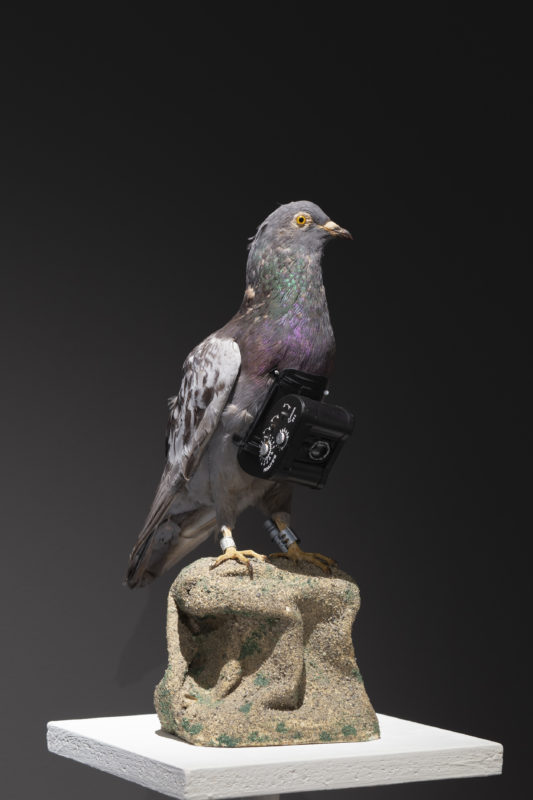 Un pigeon voyageur équipé de l’appareil photo automatisé Michel, années 1930. 