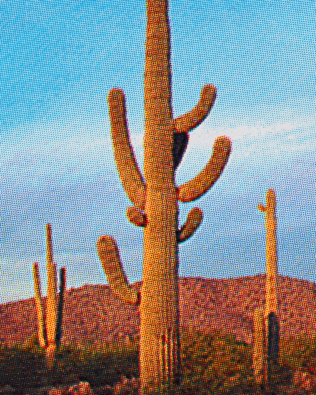 Cactus. Roger Eberhard